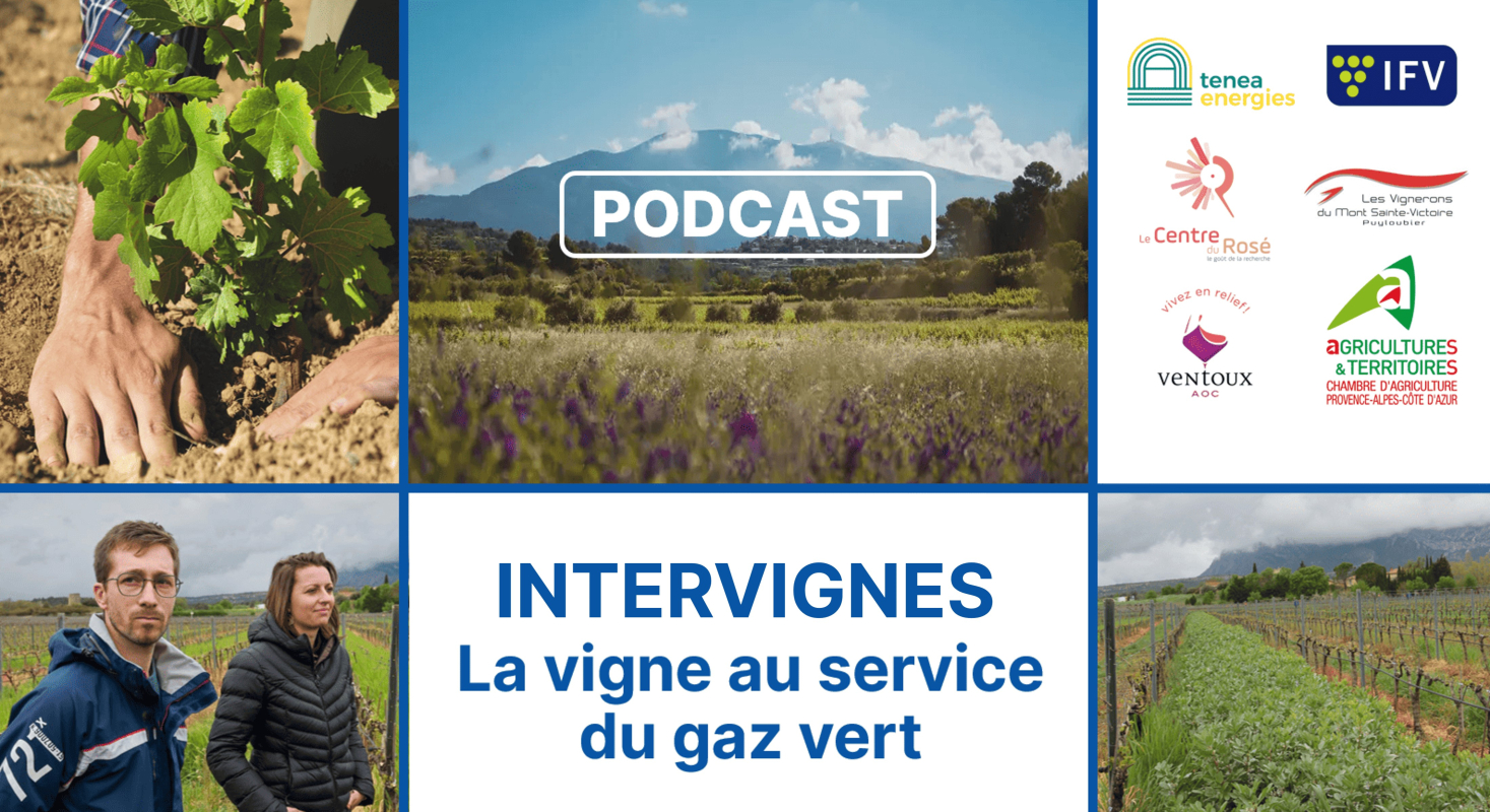 🎧 Podcast - Intervignes, quand la vigne devient source d’énergie renouvelable